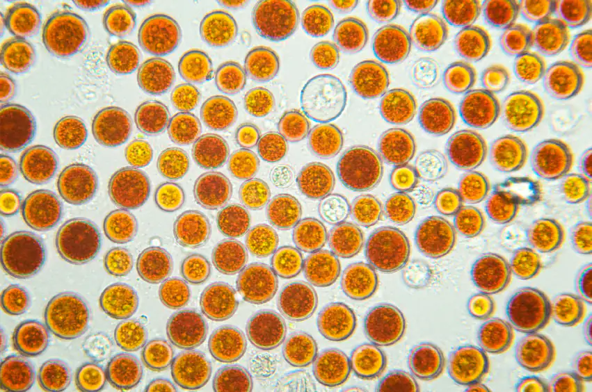 Alga de lluvia de sangre (Haematococcus pluvialis) Captura microscópica de esferas de algas rojas y amarillas, variadas en tamaño y matices de color.