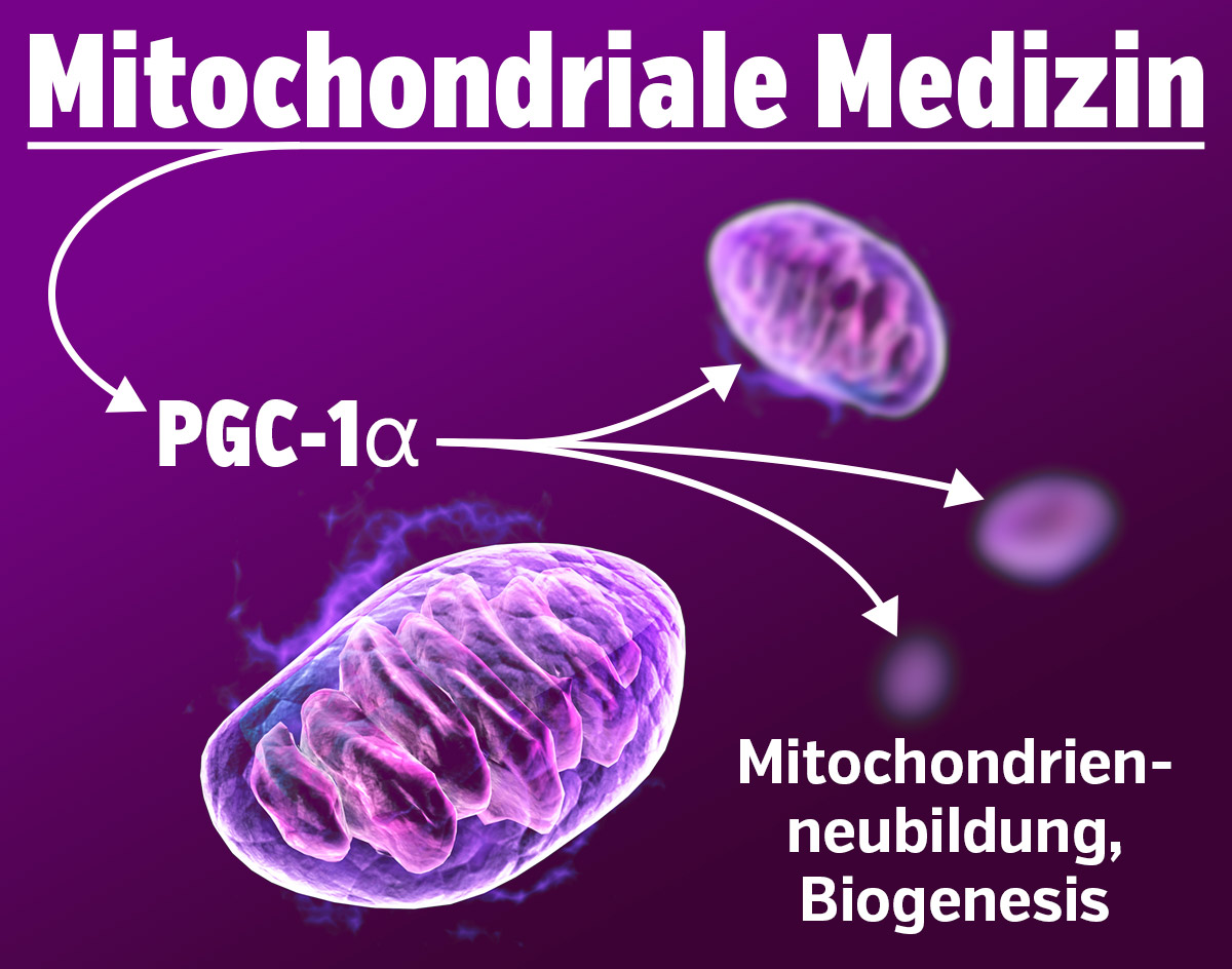 Medicina mitocondrial - PGC-1 alfa, formación de nuevas mitocondrias - biogénesis
