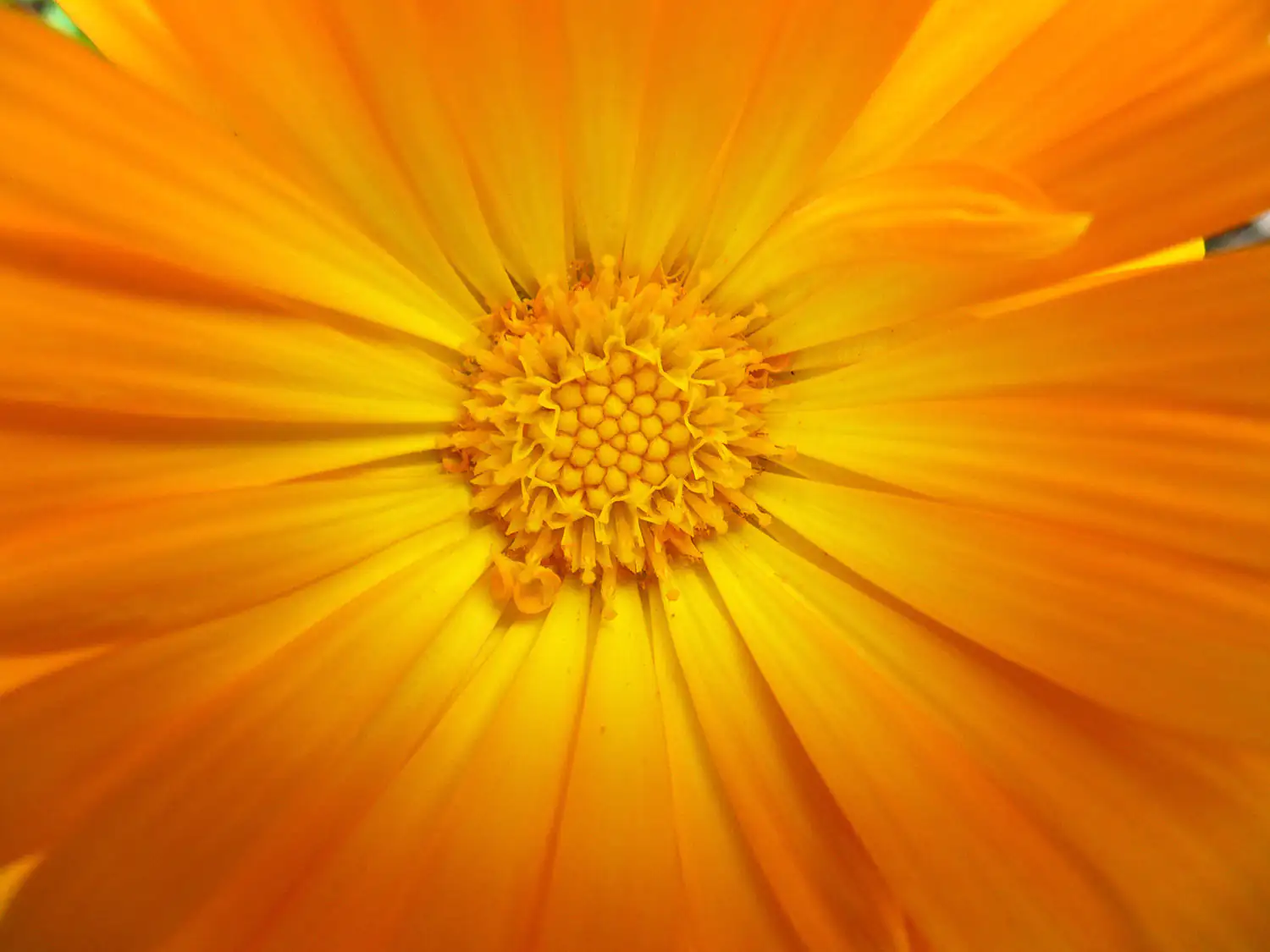 Primer plano de una vibrante flor de caléndula anaranjada con pétalos abiertos.