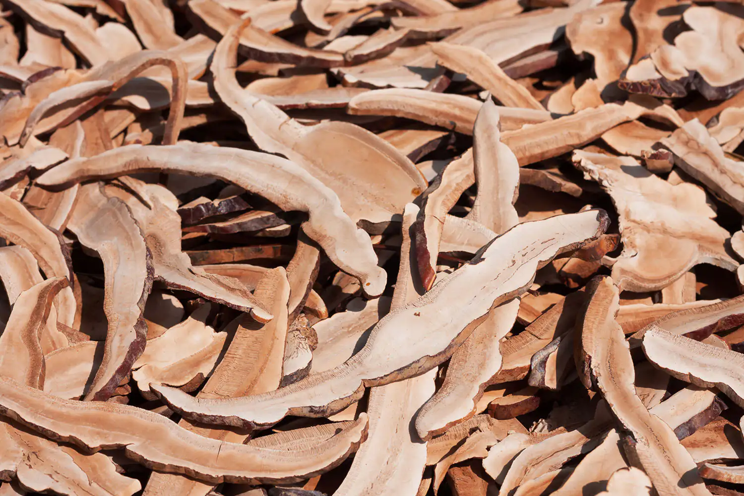 Trozos de hongo Reishi secos, de color marrón claro, sueltos sobre un fondo.