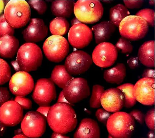 Cranberries rojas en diferentes tonos, sueltas en un tazón, frescas y brillantes.