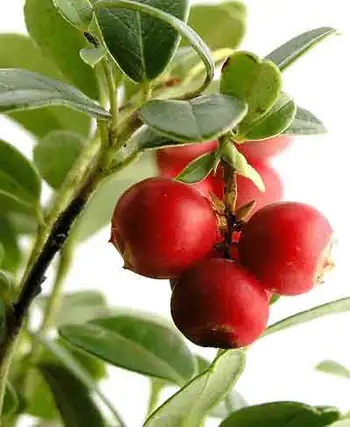 CamuCamu Rama Planta de cranberry con bayas rojas, hojas verdes, vistas frescas y naturales.
