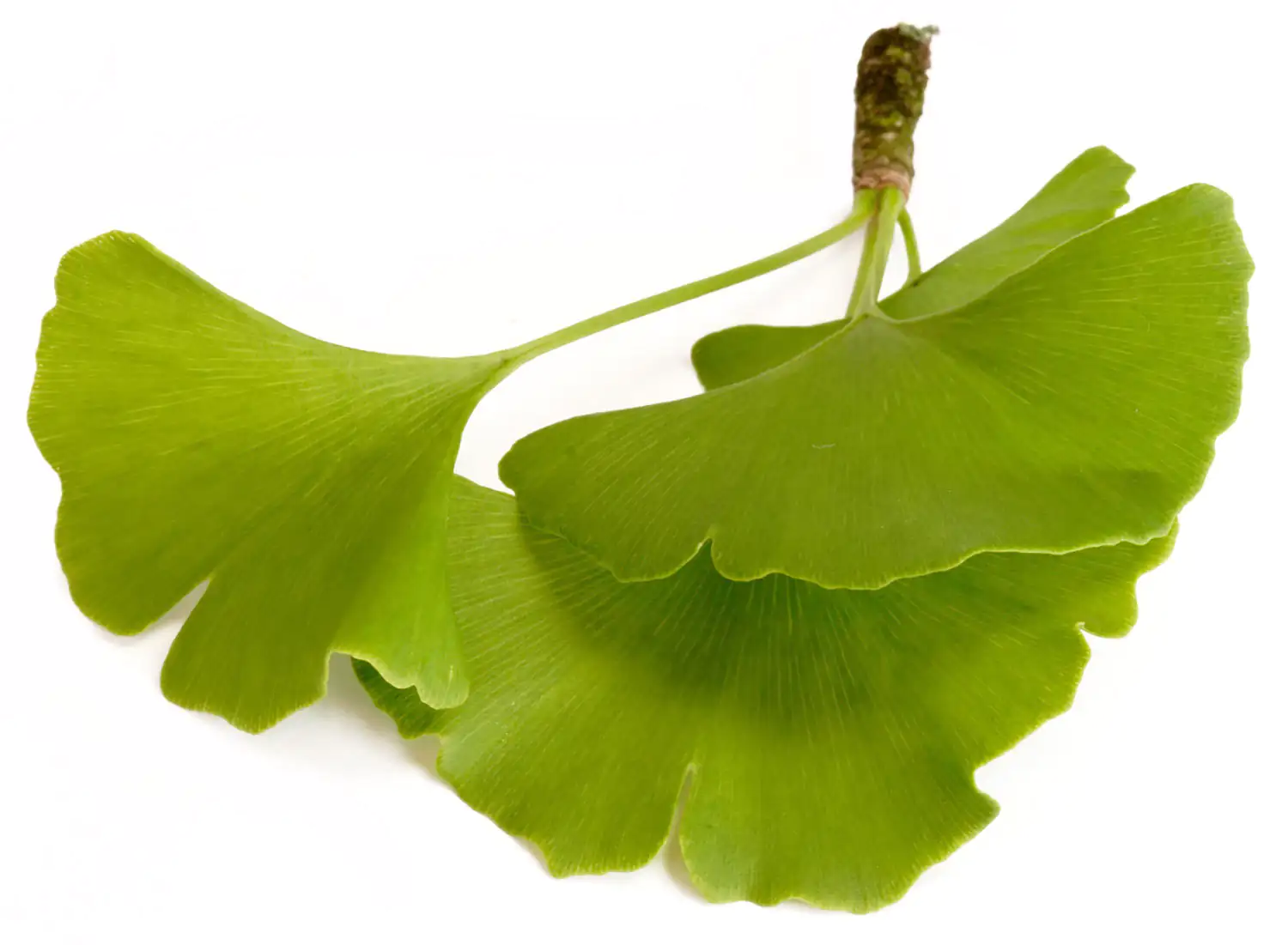 Hojas frescas de Ginkgo Biloba, verdes, en varias tamaños, sobre fondo blanco.