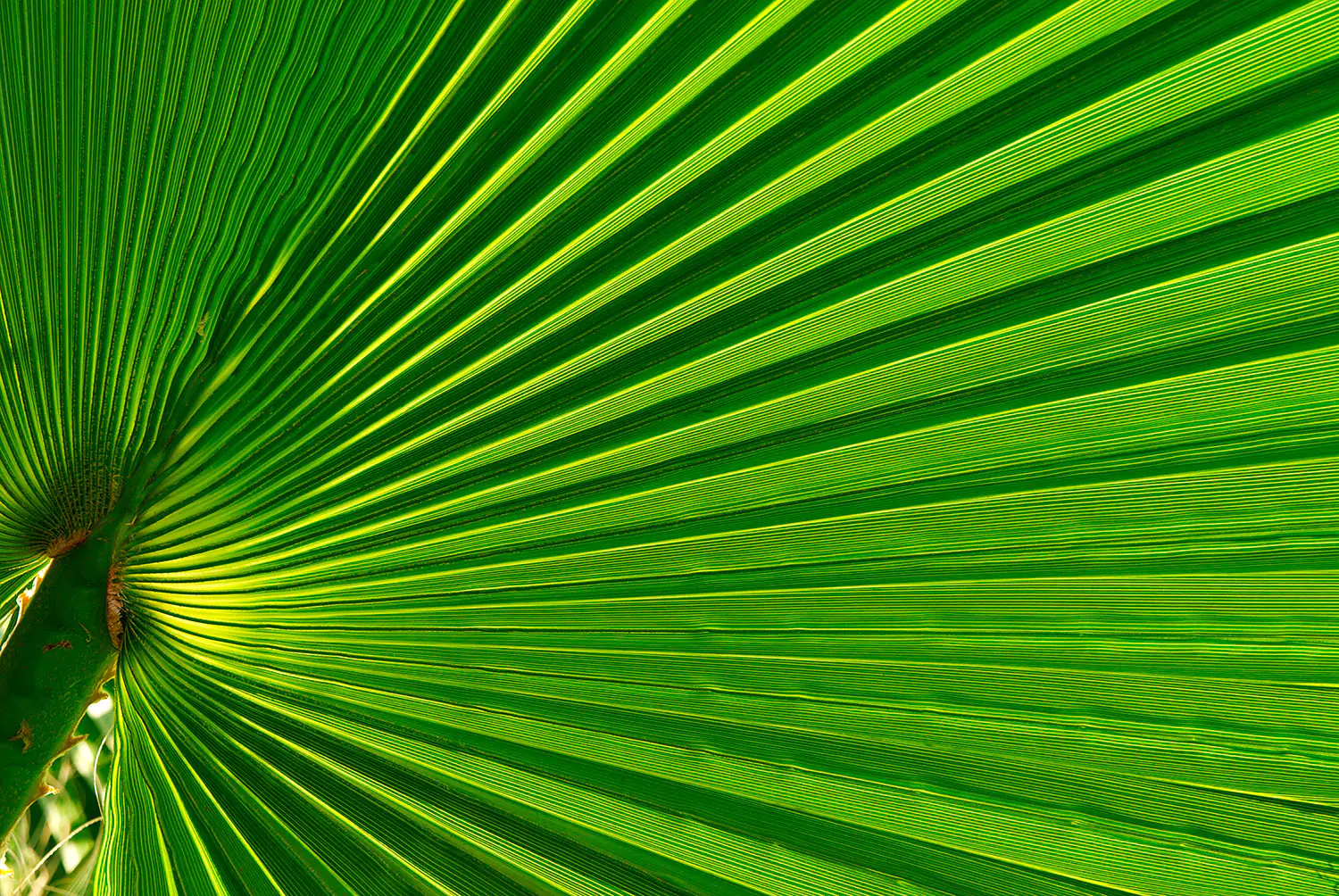 Primer plano de una hoja de palma verde, con líneas marcadas y disposición radial, en tonos de verde claros y oscuros.