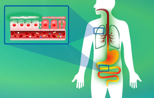 Representación gráfica del cuerpo humano con órganos y vasos sanguíneos marcados, fondo verde.
