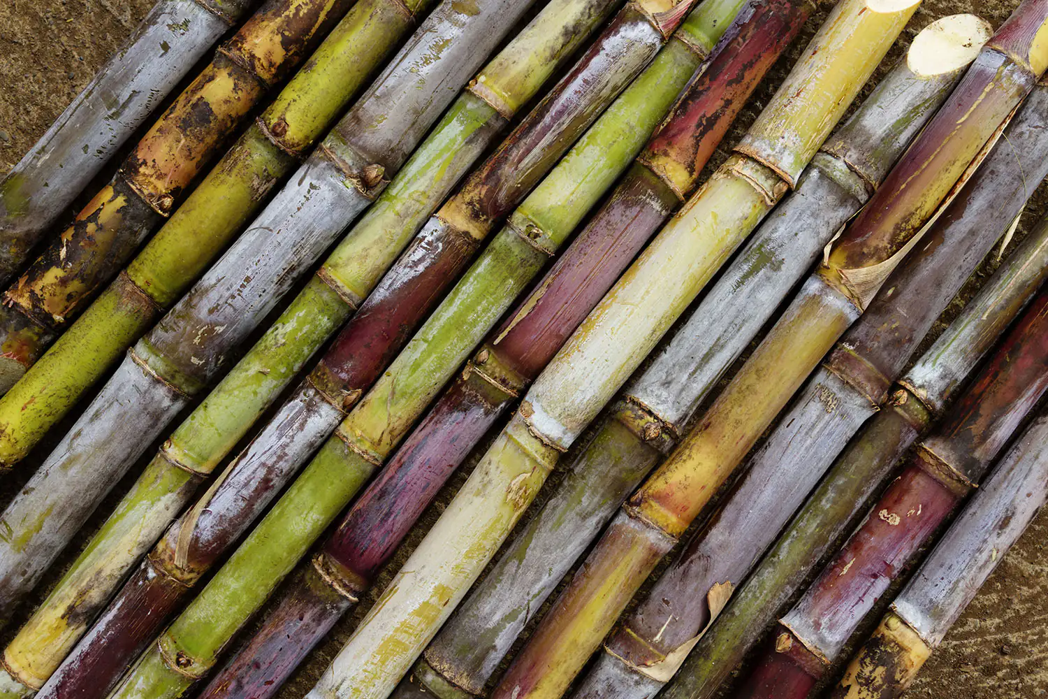 Caña de azúcar Caña de azúcar fresca y verde, ideal para diversos usos.