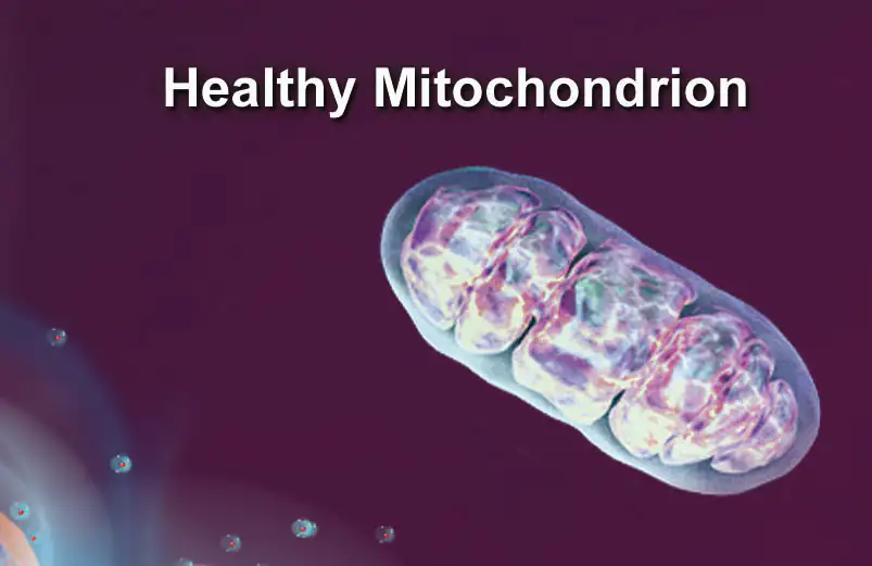 Mitochondrio sano, estructura bioquímica colorida Representación de un mitocondrio sano, estructura bioquímica, colorido sobre fondo oscuro.
