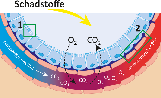 Diagrama del intercambio de gases en membranas celulares, muestra áreas coloreadas en rojo y azul para oxígeno y dióxido de carbono.