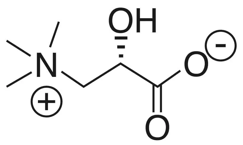 Estructura química de Acetil-L-Carnitina Fórmula estructural química del aminoácido glicina con átomos y enlaces.