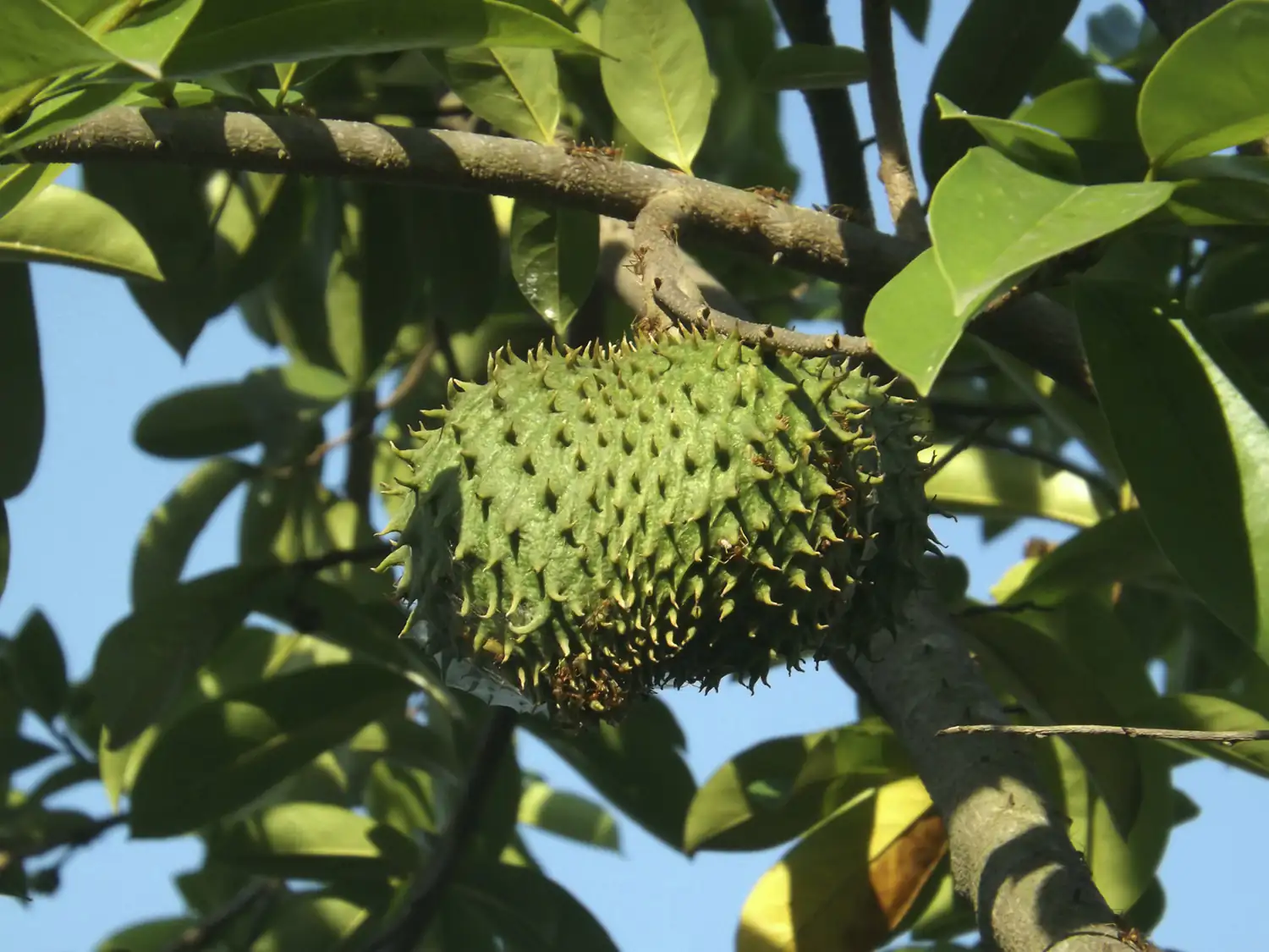 Grüne, stachelige Soursop Frucht hängt an einem Baum, umgeben von grünen Blättern.