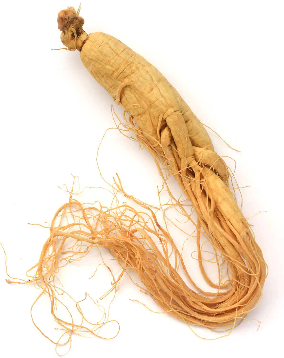 Raíz de ginseng, un elemento natural conocido por su uso en la cultura asiática.