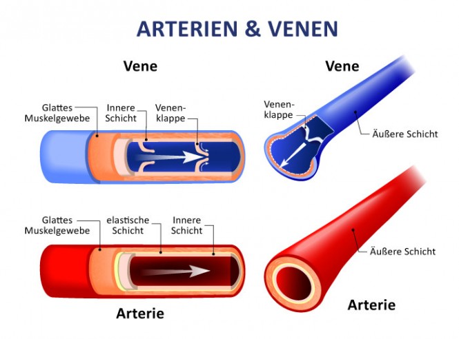 Diagrama muestra arterias y venas con capas y válvulas, codificadas por colores.
