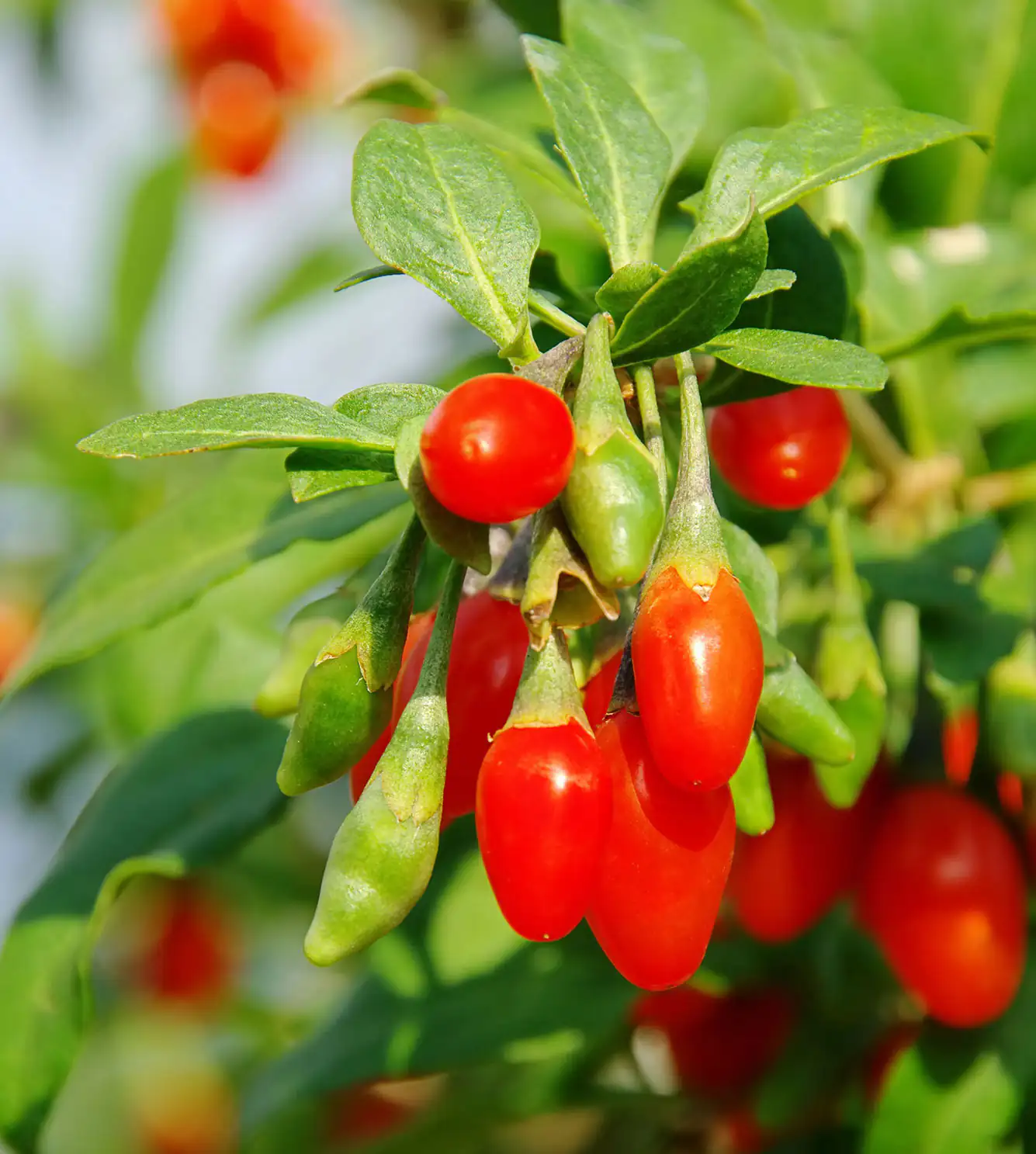 Bayas de Goji rojas, secas, en un fondo natural, fuente de antioxidantes.