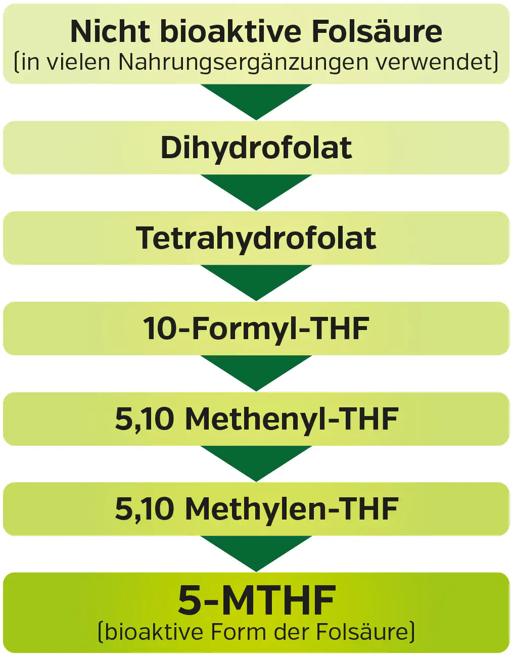 Gráfico muestra la conversión de ácido fólico no bioactivo en 5-MTHF, representación diagramática, colores verdes.