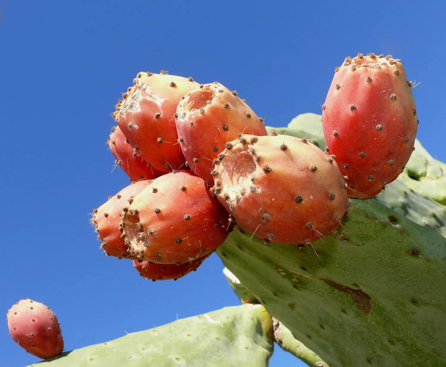 Higos chumbos maduros, rojo-anaranjados, en un cactus con cuerpo verde bajo un cielo azul.