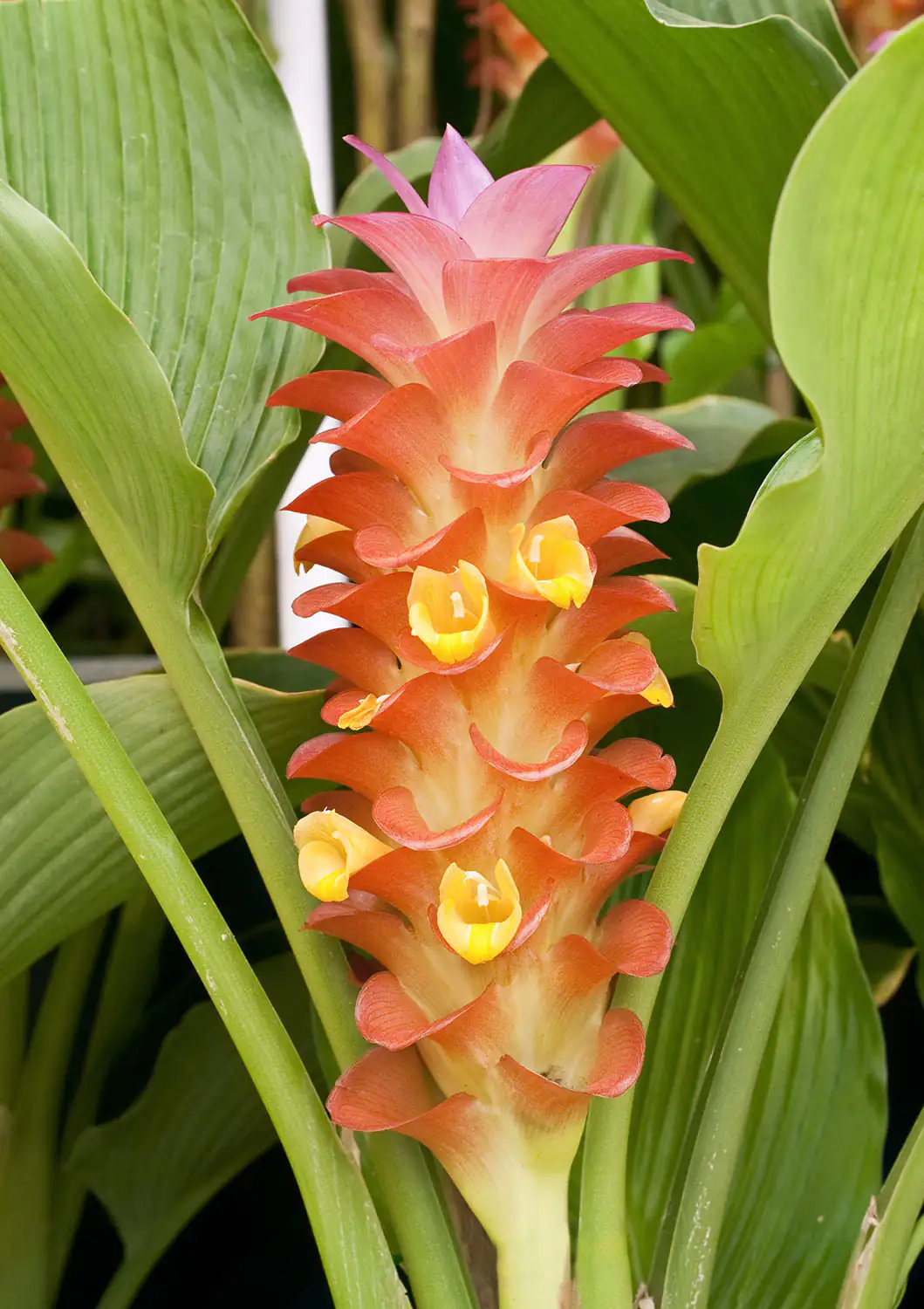 Planta de Curcuma longa Primer plano de una orquídea con flores rojo-amarillas, rodeada de hojas verdes en el jardín.