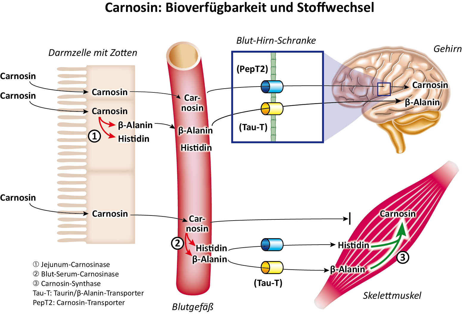 Carnosina: biodisponibilidad y metabolismo