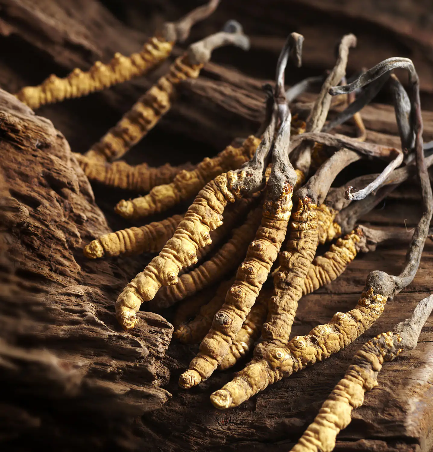 Kaiserpilz (Cordyceps sinensis), hongo medicinal, muestra de su textura y forma natural.