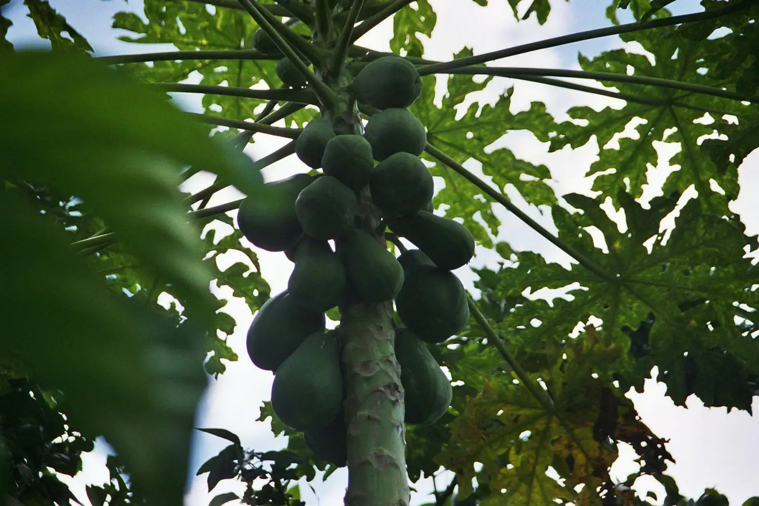 Palmera de papaya verde con frutos inmaduros, vista desde abajo de las ramas y hojas.