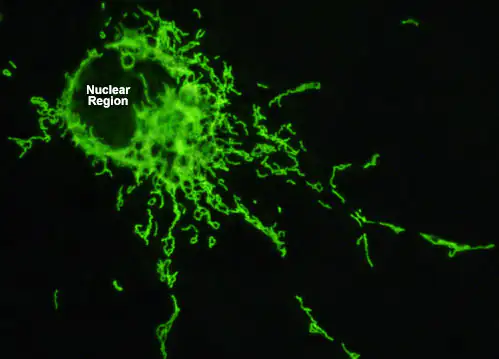 Captura microscópica de una célula con señal fluorescente verde, muestra el núcleo celular y proyecciones.