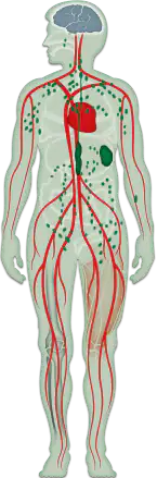 Gráfico de un cuerpo humano con venas, corazón y cerebro destacados, representados en color.