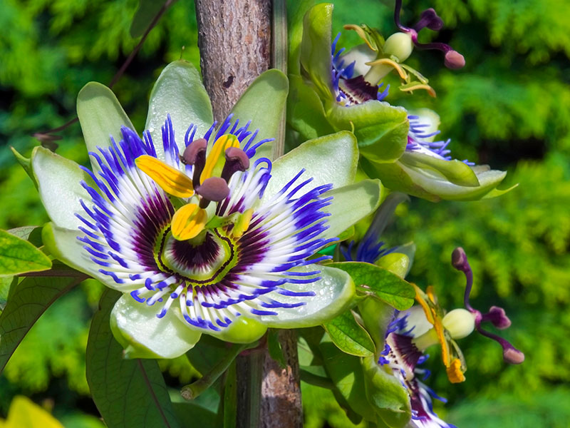 Primer plano de una flor de la pasión con pétalos blancos y morados y estambres amarillos sobre un fondo verde. Primer plano de una flor de la pasión con pétalos blancos y morados y estambres amarillos sobre un fondo verde.