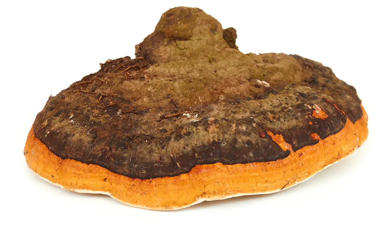 Hongo Chaga Hongo Chaga