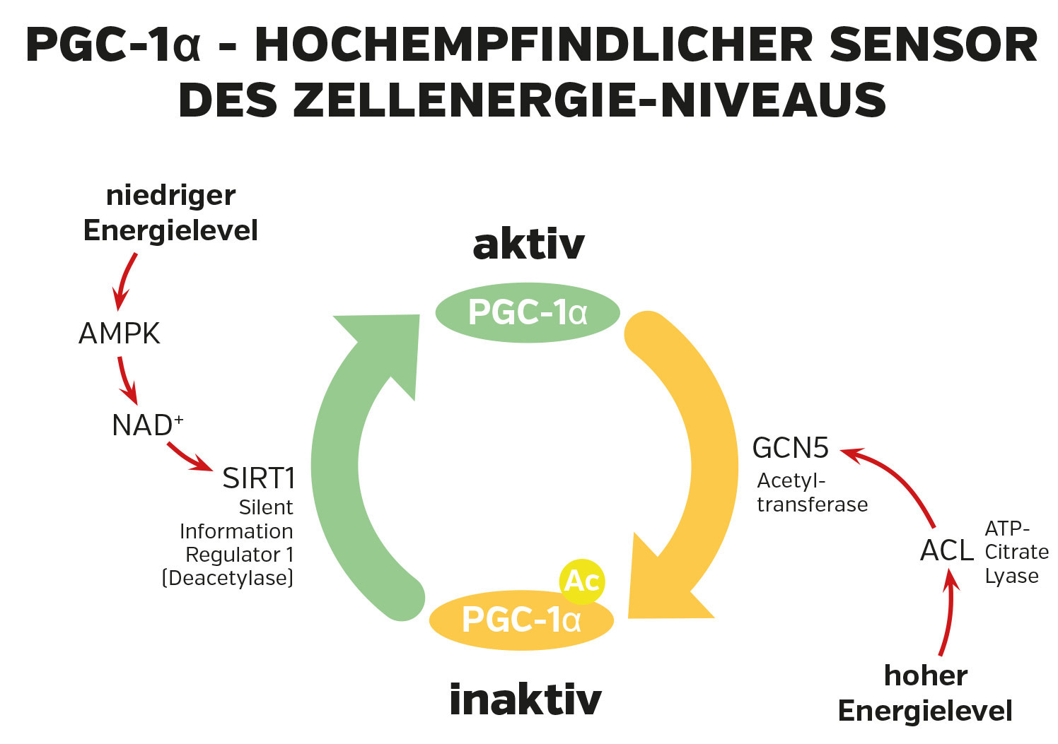 Diagrama que muestra PGC-1α como sensor de niveles de energía celular con estados activos e inactivos.
