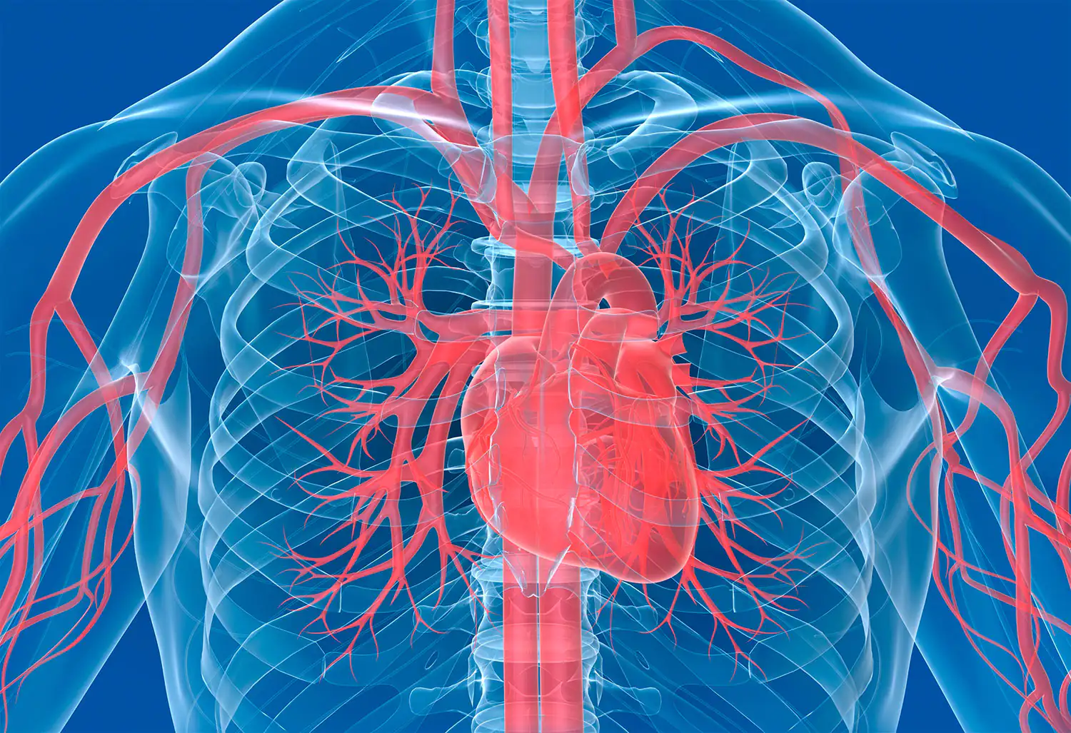 Corazón y vasos sanguíneos Imagen que muestra el corazón y los vasos sanguíneos.