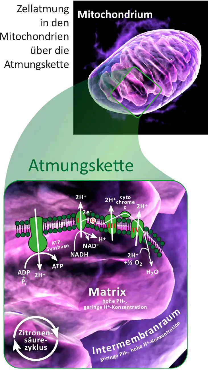 Mitocondrio – Respiración celular y cadena respiratoria Gráfico de un mitocondrio mostrando la cadena respiratoria y procesos bioquímicos, detallado y en color.