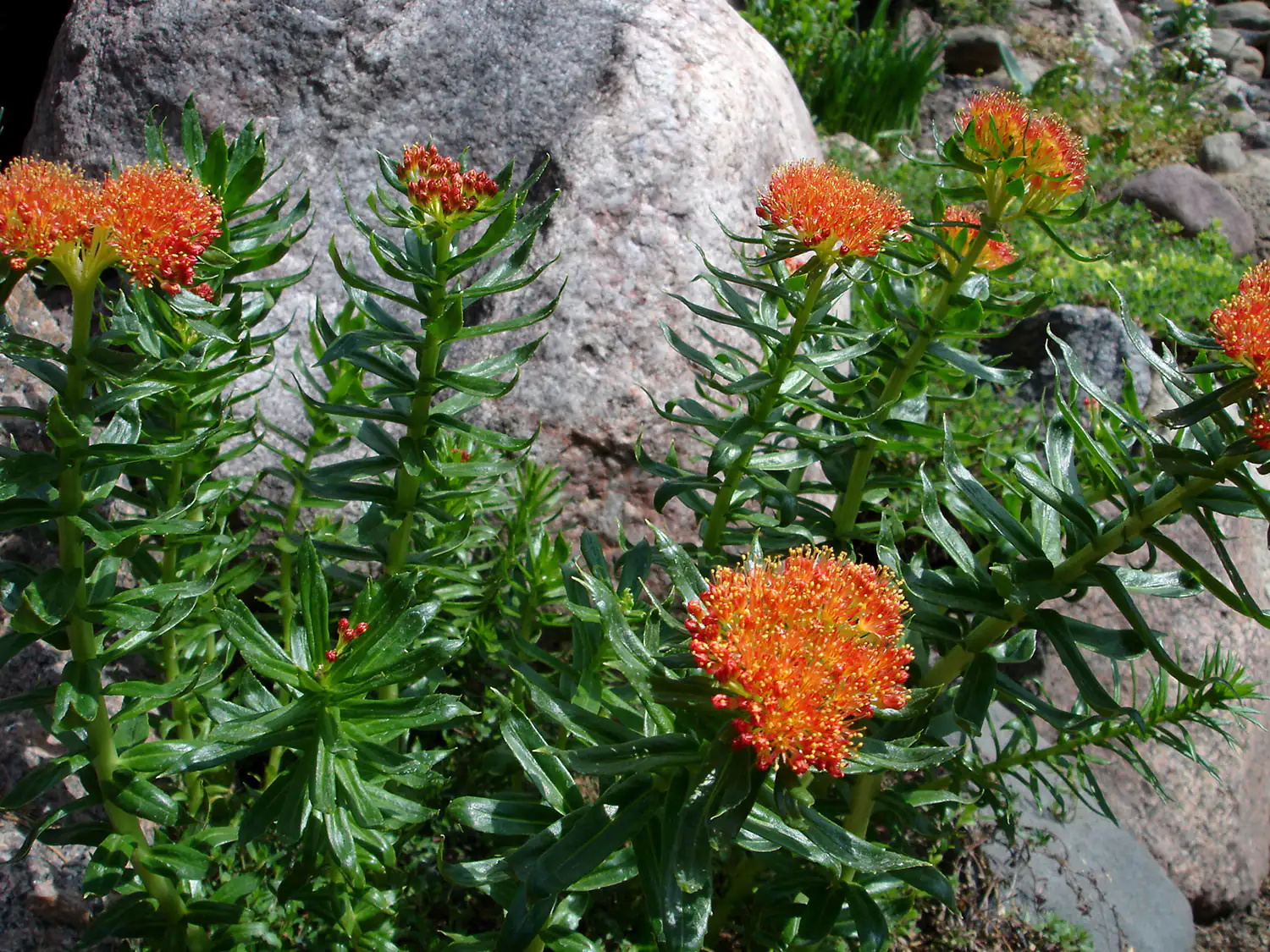 Planta de Rhodiola Rosea con flores naranjas, sobre hojas verdes, frente a una roca gris.