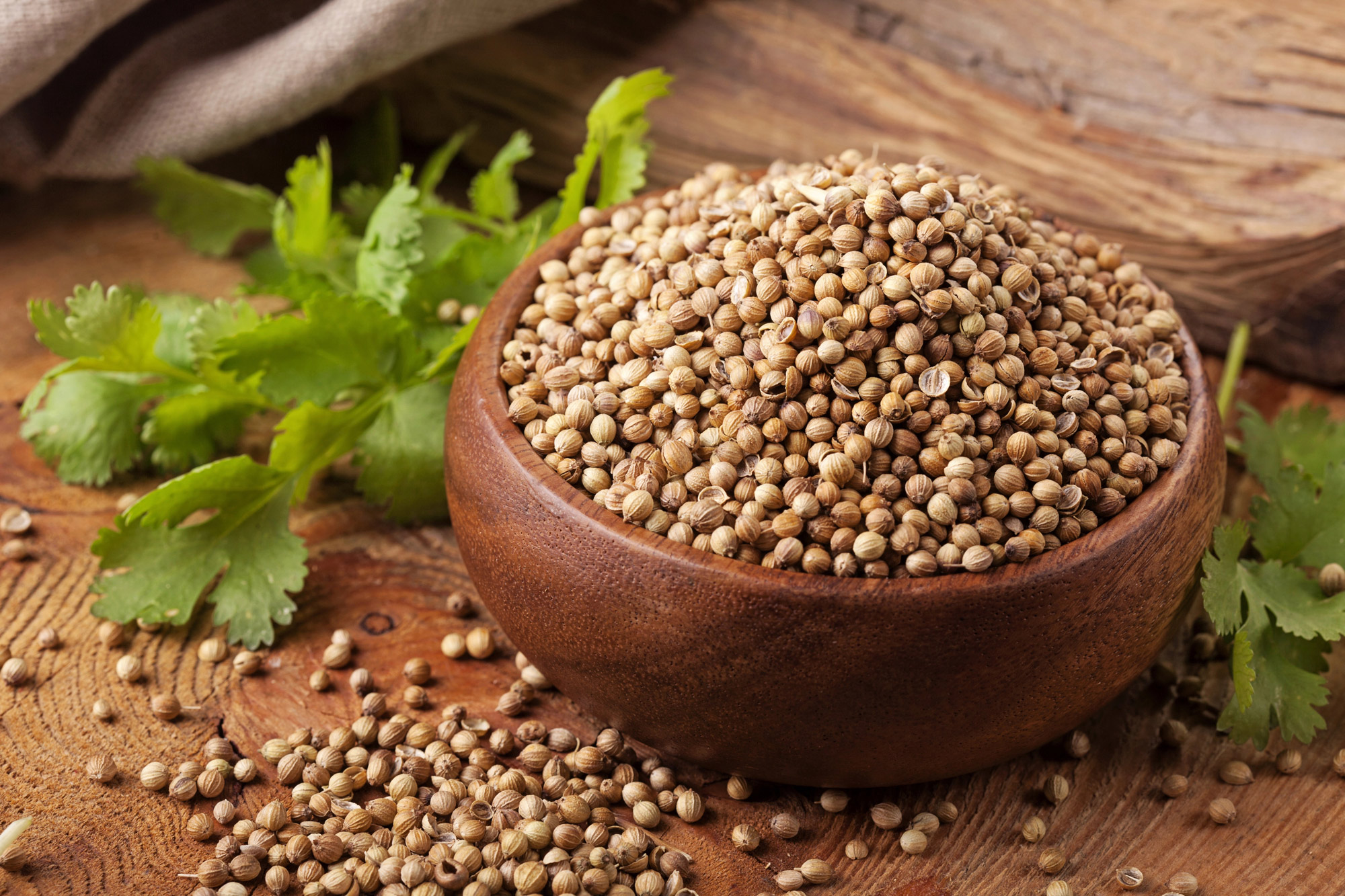 Semillas de cilantro – 100 g Semillas de cilantro naturales en un cuenco de madera, 100 g, con cilantro fresco al fondo.