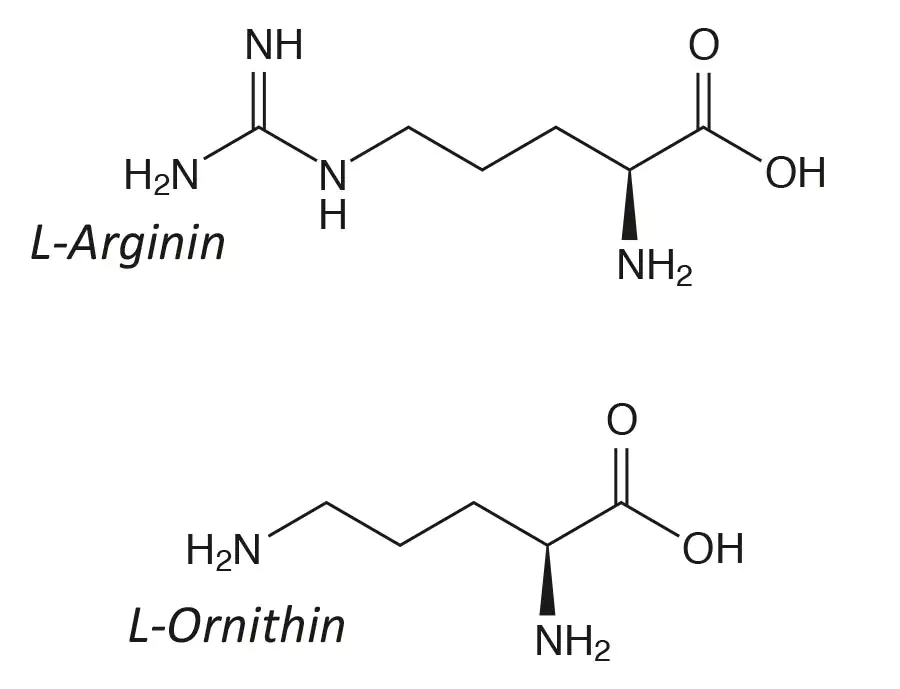 Estructuras químicas de los aminoácidos L-Arginina y L-Ornitina, representación en blanco y negro.