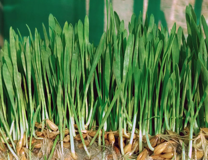 Pasto de trigo en una perspectiva clara, tallos verdes con raíces marrones, fresco y vibrante.