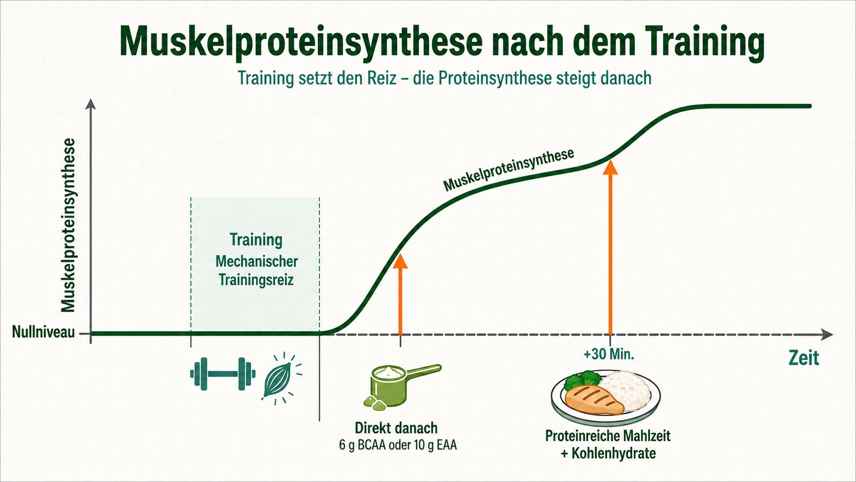 Recomposición corporal: síntesis de proteínas musculares después del entrenamiento