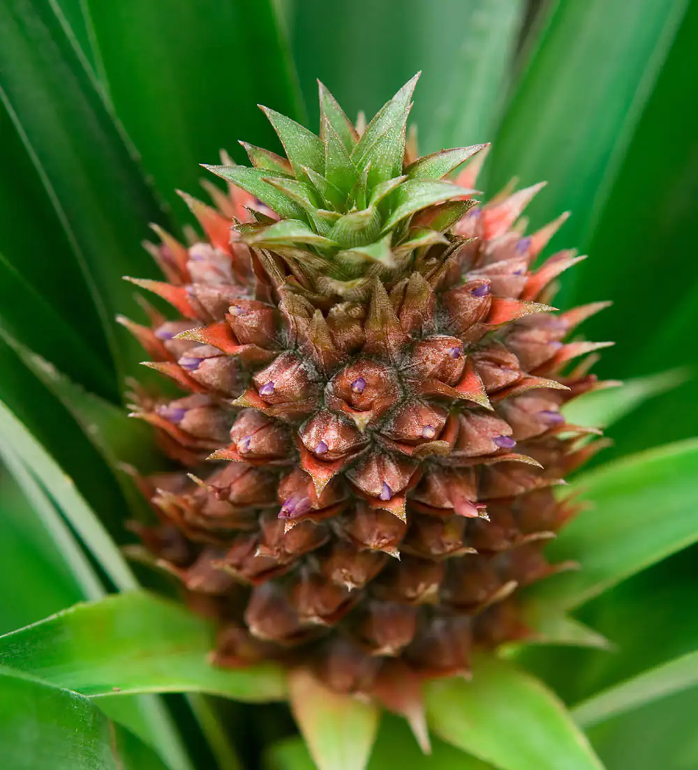 Fruta de piña fresca Primer plano de una piña fresca con hojas verdes, corteza marrón rojiza y ojos característicos.