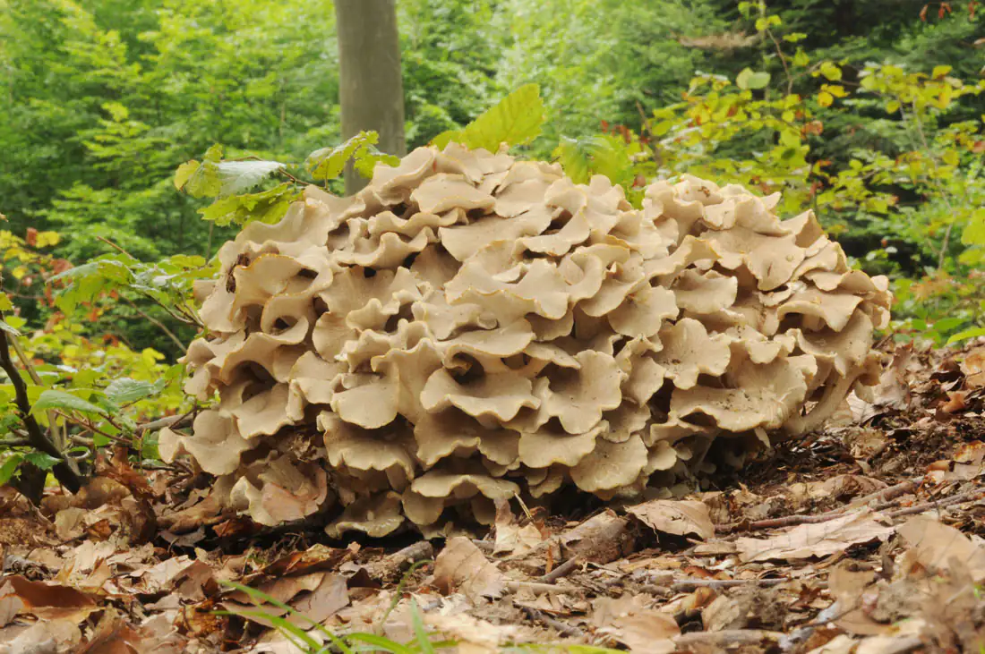 Pflanzenbasierter Pilz, beige, in stickiger Umgebung, auf erdigem Boden, gut sichtbar.
