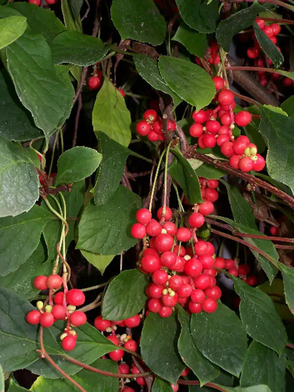 Bayas de Schisandra sinensis Primer plano de bayas rojas en un arbusto verde, abundantes, color jugoso.