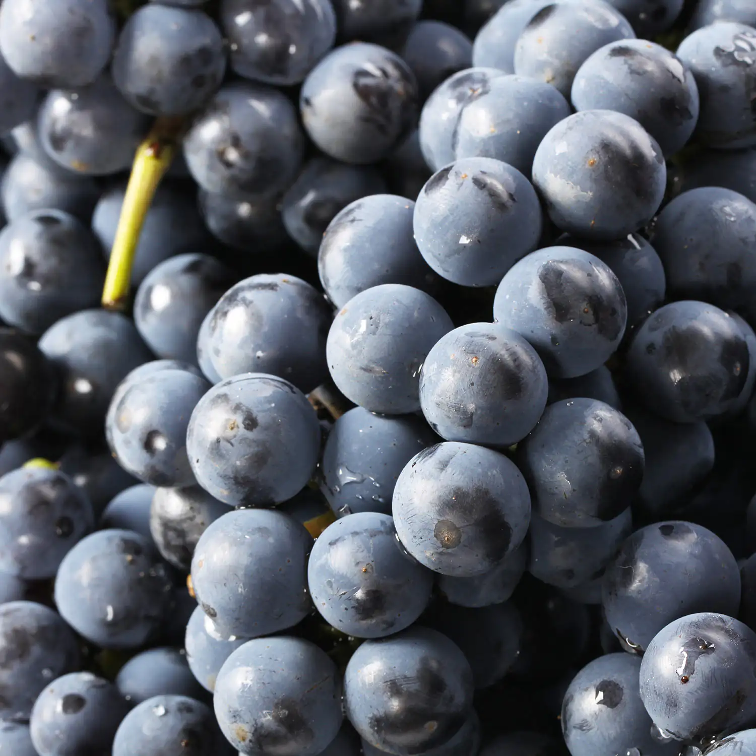 Uvas rojas frescas y jugosas Uvas rojas frescas y jugosas con piel brillante y textura suave