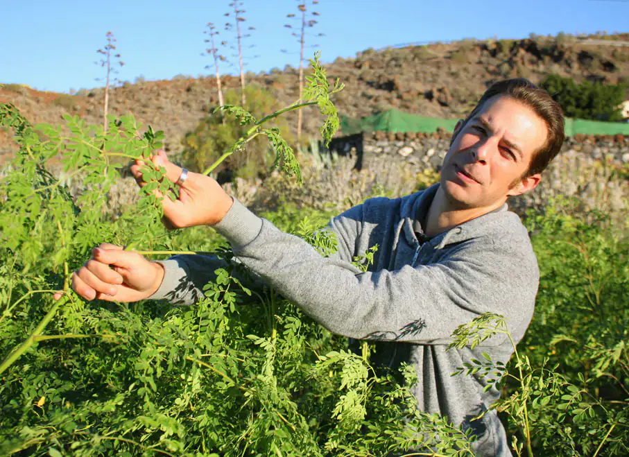Hombre de pie mostrando un árbol de Moringa verde y frondoso.