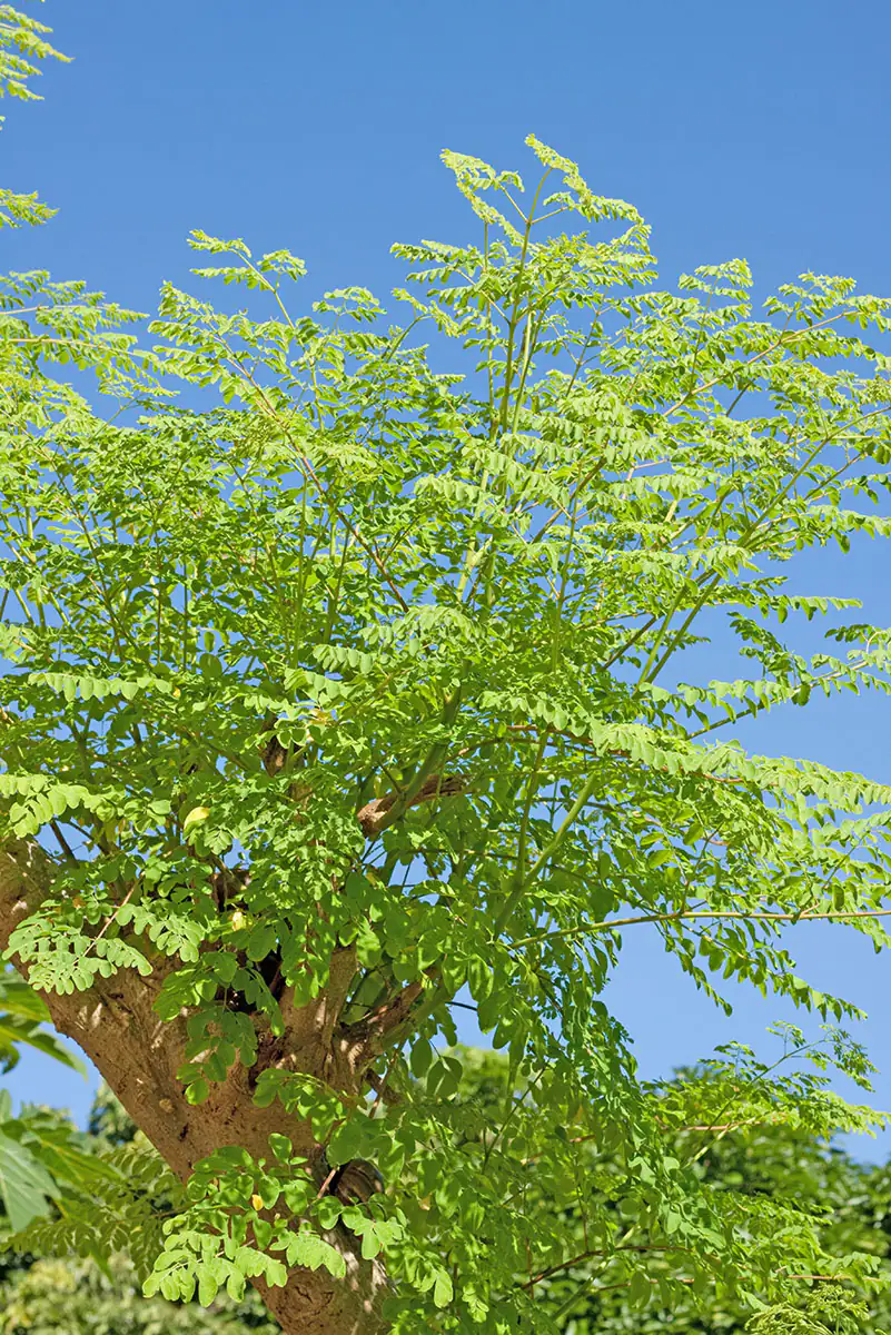 Árbol de Moringa con hojas verdes bajo el sol, cielo azul claro.