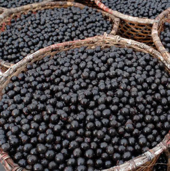 Un paquete de Bayas de Acai, mostrando su color vibrante y textura jugosa, ideal para batidos.