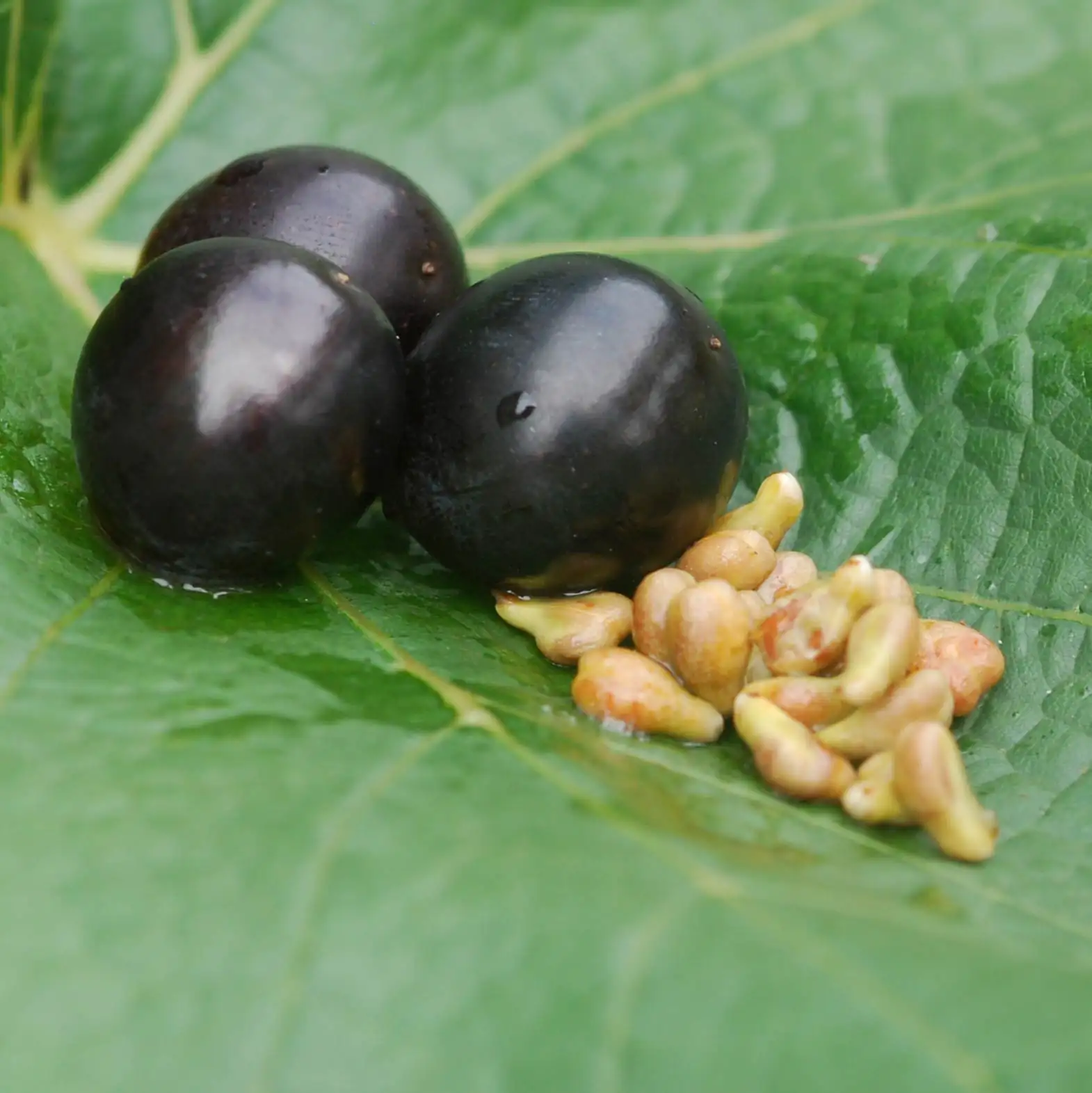 Semillas de uva OPC - antioxidantes naturales Semillas de uva OPC, ricas en antioxidantes, textura crujiente y color marrón.