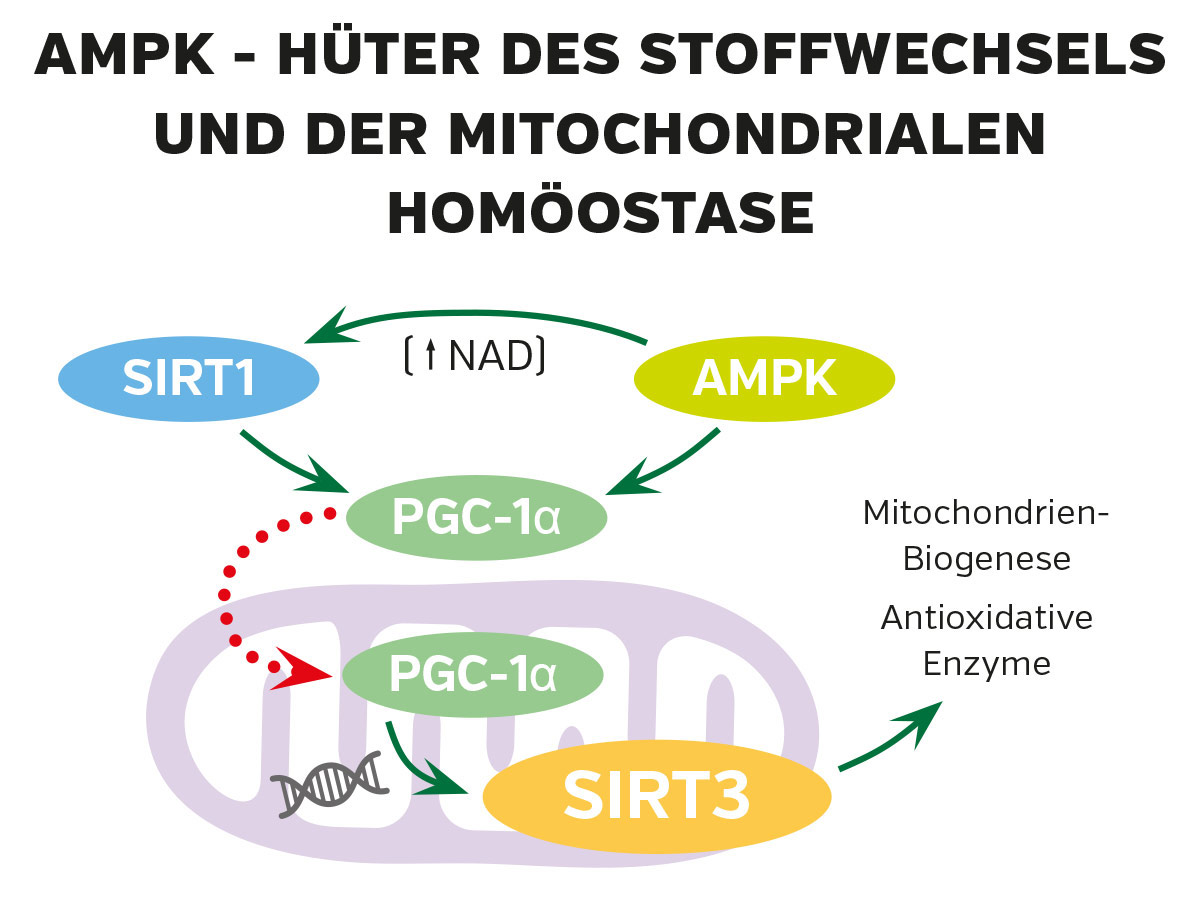 Representación gráfica de la regulación de AMPK con SIRT1, PGC-1α y SIRT3. Flechas de colores muestran interacciones en un diagrama vibrante.