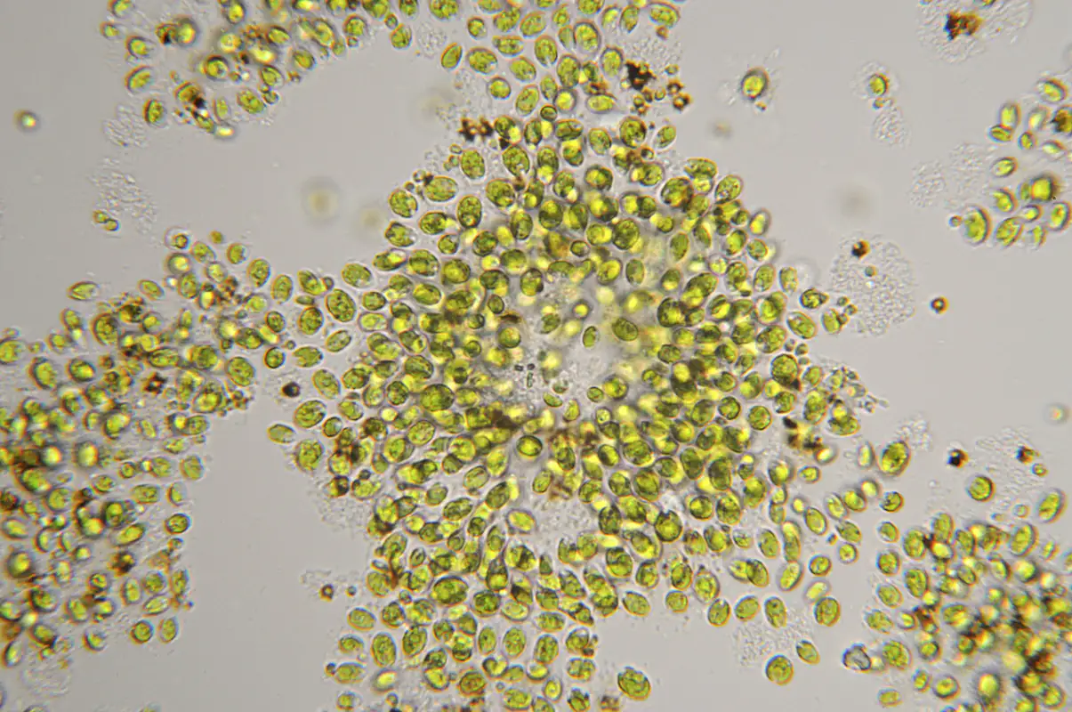 Chlorella vulgaris bajo el microscopio Primer plano de células algales microscópicas, verdes, cientos, en diferentes orientaciones sobre fondo claro.