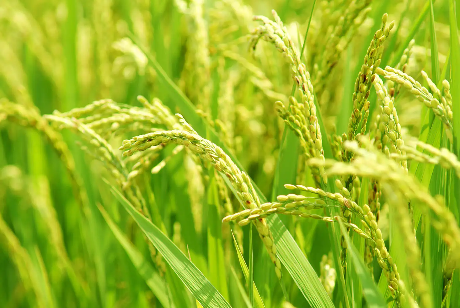 Planta de arroz Granos de arroz en su fase de madurez, espigas verdes en un campo, colores vivos, creciendo erguida.