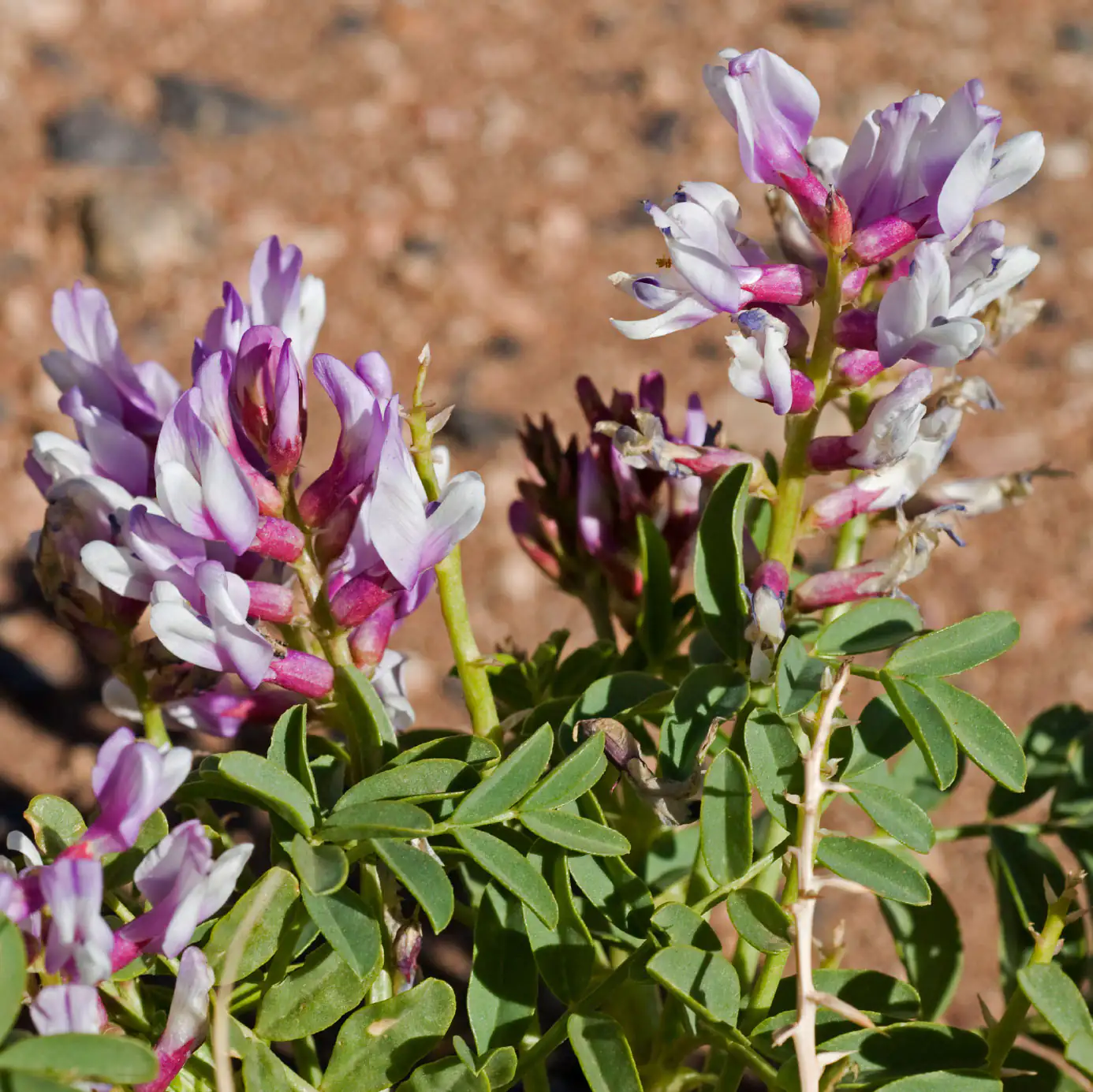 Astragaloside IV de la planta Astragalus membranaceus Planta de Astrágalo con flores lila y blancas, hojas verdes, en el suelo del jardín, primer plano.