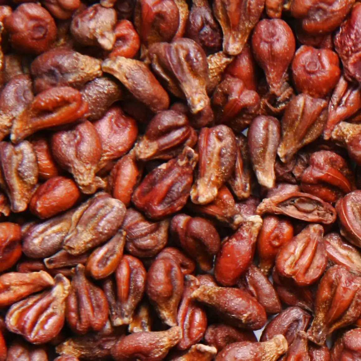 Semillas de moringa secas en varios tonos rojos, empaquetadas al por mayor. Vista detallada de las semillas.