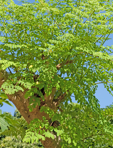 Árbol de moringa verde con frondoso follaje, cielo azul claro de fondo.