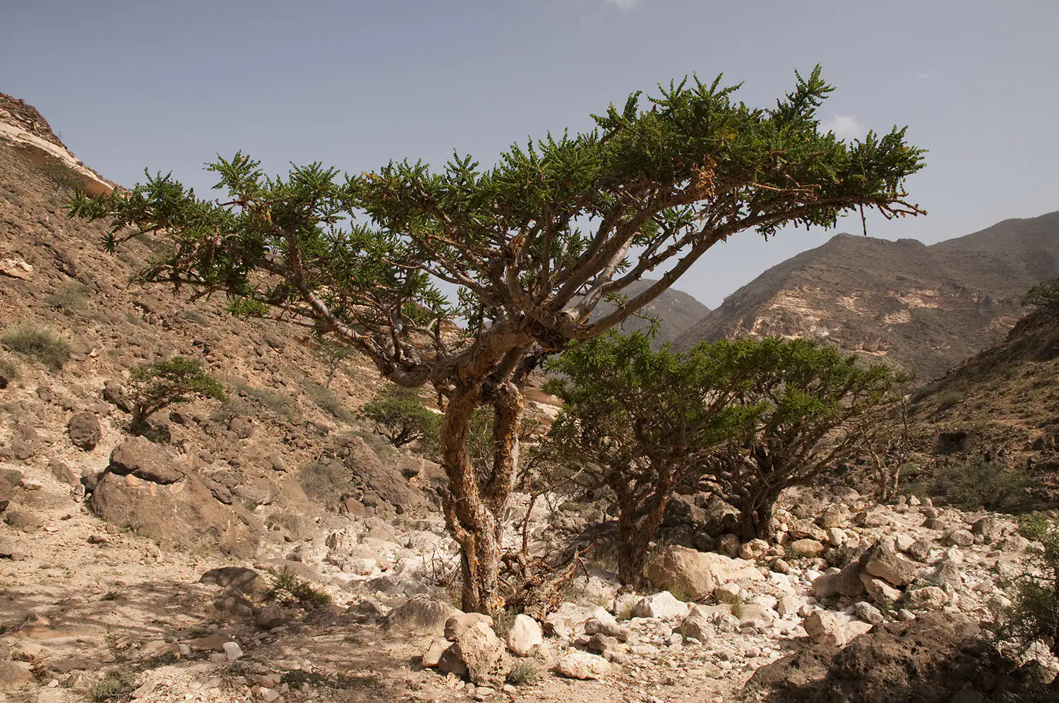 Árbol de Incienso Árbol de incienso con ramas y hojas verdes.